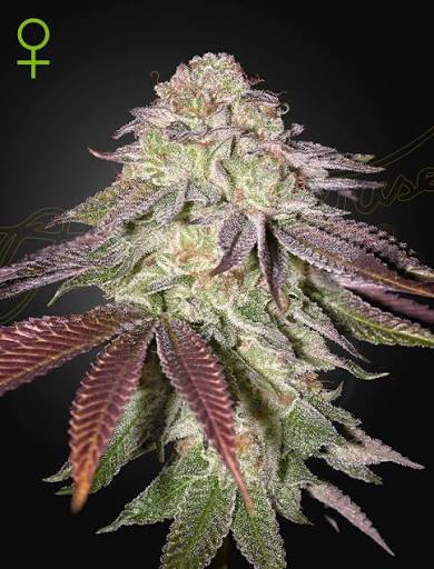 Sugarlato Auto (Greenhouse Seed Co.) Cannabis Samen von Greenhouse Seed Co.