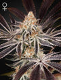 Dark Phoenix (Greenhouse Seed Co.) feminisiert