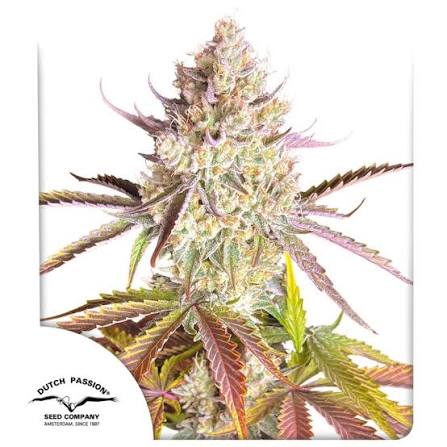 Fruit Bomb Punch (Dutch Passion) feminisiert Cannabis Samen von Dutch Passion