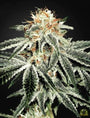 White Widow (Greenhouse Seed Co.) feminisiert