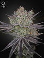Papaya Sour Spritz (Greenhouse Seed Co.) feminisiert