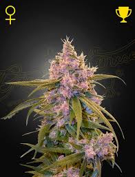 Arjan's Ultra Haze #2 (Greenhouse Seed Co.) feminisiert Cannabis Samen von Greenhouse Seed Co.