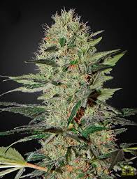 Exodus Cheese Auto (Greenhouse Seed Co.) Cannabis Samen von Greenhouse Seed Co.