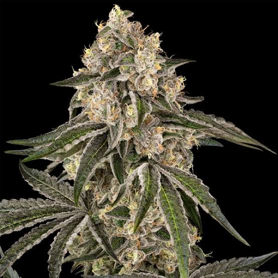 Sunset Peach (Sensi Seeds) feminisiert Cannabis Samen von Sensi Seeds
