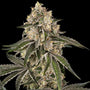 Sunset Peach (Sensi Seeds) Feminized