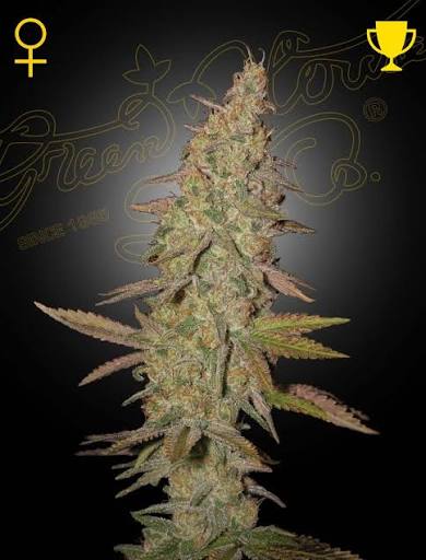 Arjan's Ultra Haze #1 (Greenhouse Seed Co.) feminisiert Cannabis Samen von Greenhouse Seed Co.