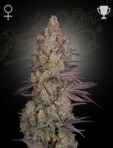 Exodus Cheese (Greenhouse Seed Co.) feminisiert Cannabis Samen von Greenhouse Seed Co.