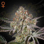 Great White Shark (Greenhouse Seed Co.) feminisiert