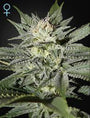 King's Kush CBD (Greenhouse Seed Co.) feminisiert