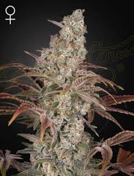 Jack's Dream (Greenhouse Seed Co.) feminisiert Cannabis Samen von Greenhouse Seed Co.