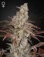 Jack's Dream (Greenhouse Seed Co.) feminisiert