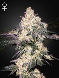 Moweeto (Greenhouse Seed Co.) feminisiert Cannabis Samen von Greenhouse Seed Co.