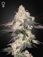 Moweeto (Greenhouse Seed Co.) feminisiert