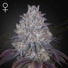 King's Tart (Greenhouse Seed Co.) feminisiert Cannabis Samen von Greenhouse Seed Co.