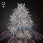 King's Tart (Greenhouse Seed Co.) feminisiert