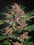 Bubba Kush (Greenhouse Seed Co.) feminisiert Cannabis Samen von Greenhouse Seed Co.