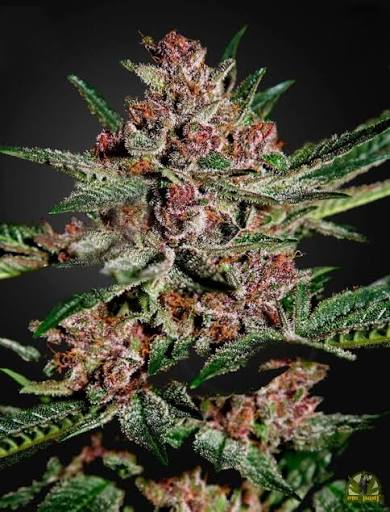 Bubba Kush (Greenhouse Seed Co.) feminisiert Cannabis Samen von Greenhouse Seed Co.