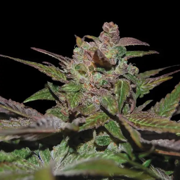 Purple Wreck Auto (DNA Genetics) Cannabis Samen von DNA Genetics