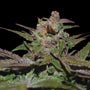 Purple Wreck (DNA Genetics) feminisiert