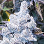 Slurricane #7 S1 (In House Genetics) Feminized
