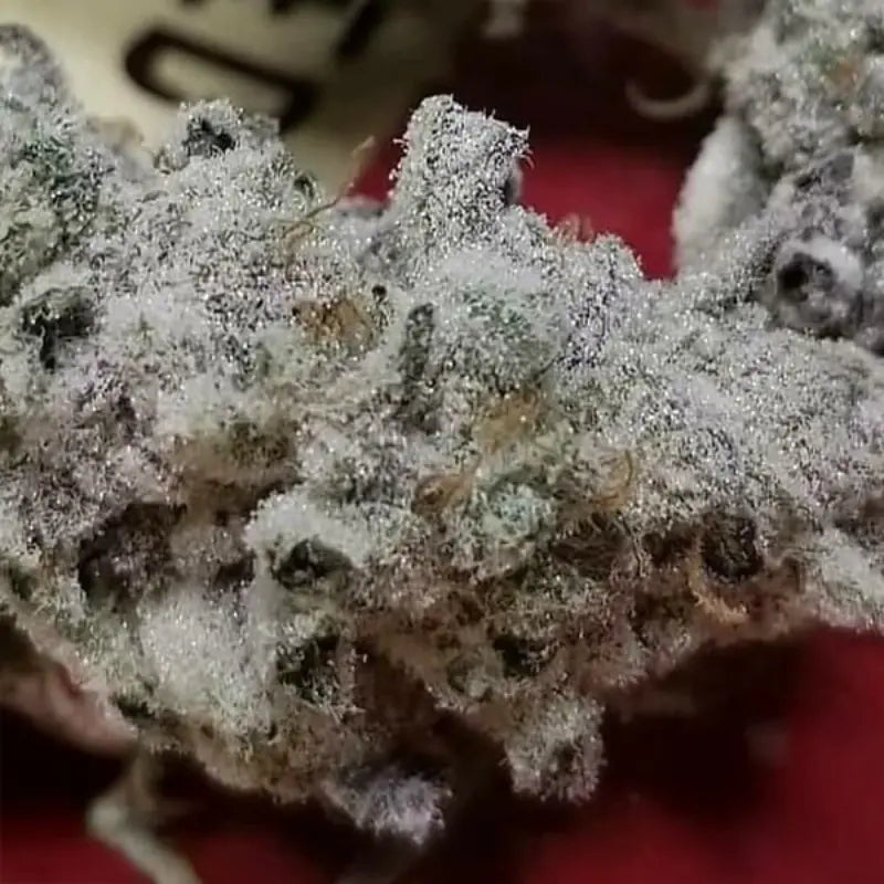 Slurricane #7 S1 (In House Genetics) feminisiert