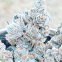 Jelly Breath S1 (In House Genetics) feminized