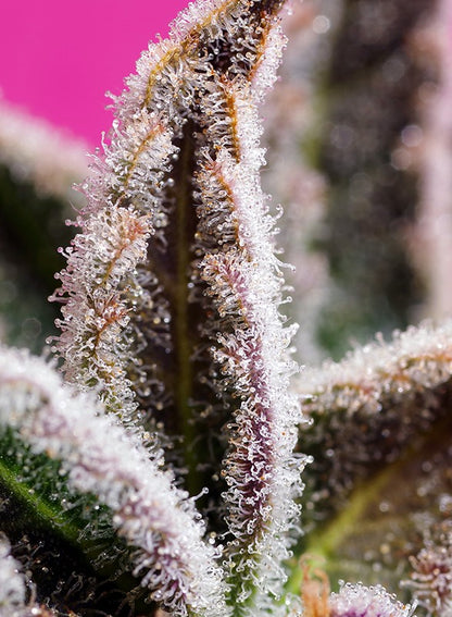 Jealouzy Z XL Auto (Sweet Seeds)