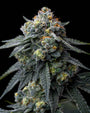 Jealousy (Barneys Farm) feminized