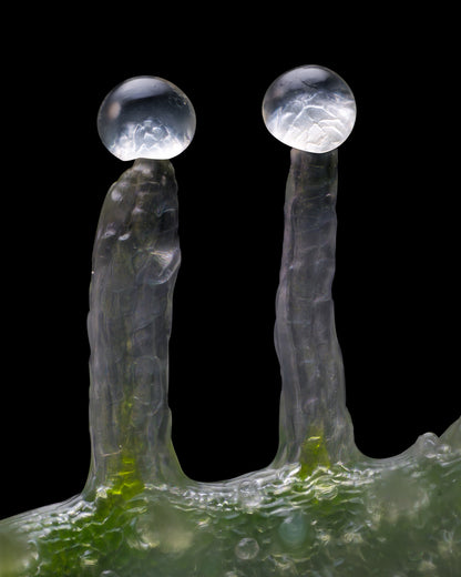 Jealousy (Barneys Farm) feminisiert