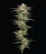 Jelly Donutz Auto (Humboldt Seed Co.)
