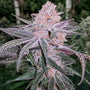 Jellysickle (In House Genetics) feminisiert