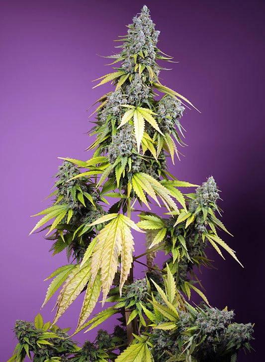 Jet Fuel Mandarine XL Auto (Sweet Seeds)