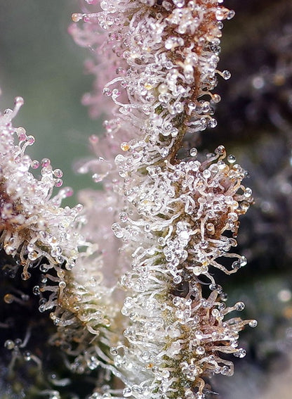 Jet Fuel Mandarine XL Auto (Sweet Seeds)