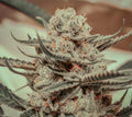 Killer Queen (Brothers Grimm Seeds) feminisiert Cannabis Samen von Brothers Grimm Seeds