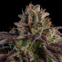 KmintZ (Ripper Seeds) feminized