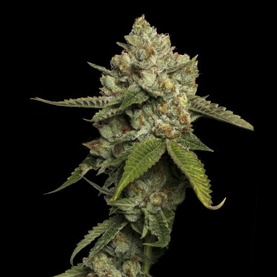 Kosher Prophet (DNA Genetics) feminisiert Cannabis Samen von DNA Genetics