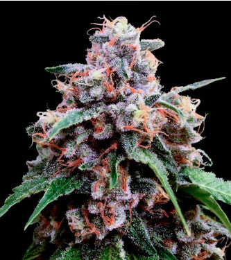 Lemon 18 (DNA Genetics) feminisiert