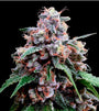 Lemon 18 (DNA Genetics) feminisiert