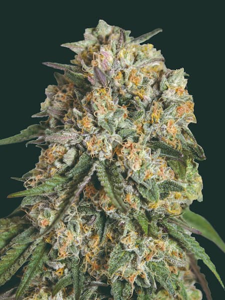 Lemon Cherry Gelato (00 Seeds) Feminized