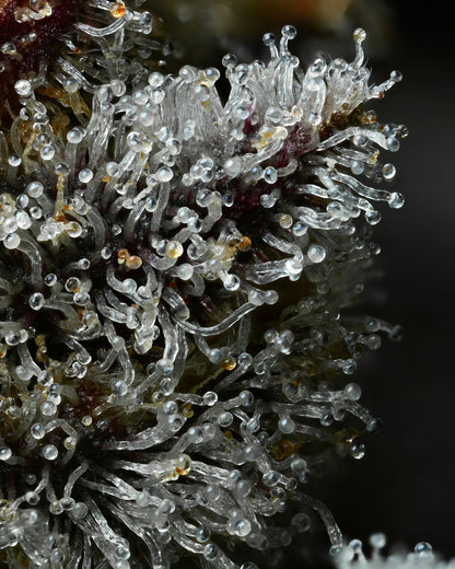 Lemon Cherry Gelato (Barneys Farm) feminisiert