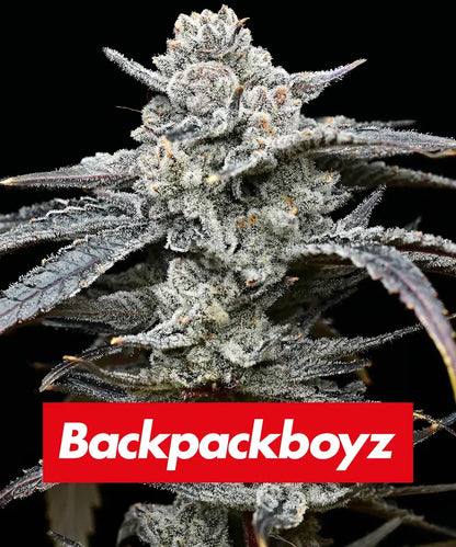 Lemon Cherry Gelato (Barneys Farm) feminisiert