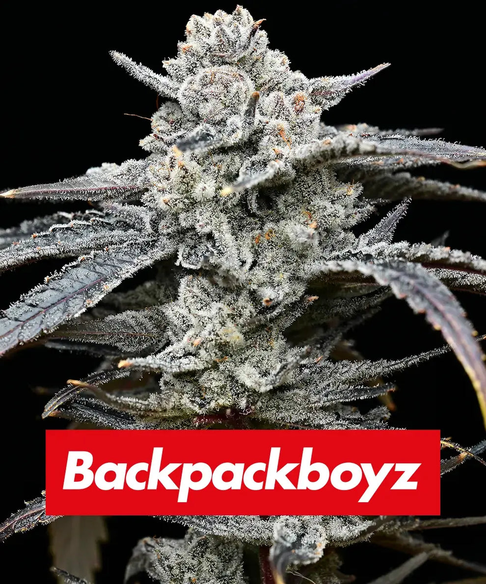 Lemon Cherry Gelato Blüte von Barneys Farm