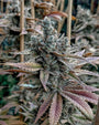 Lemon Elixir (Solfire Gardens) Feminized