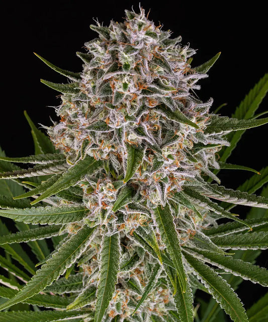 Lemon Haze Auto (Barneys Farm)