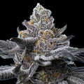 LFG (Barneys Farm) feminisiert Cannabis Samen von Barneys Farm