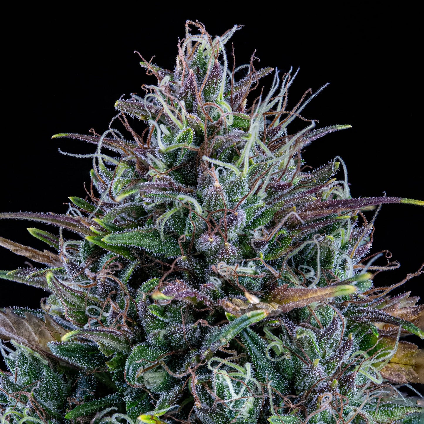 Livers BX1 Auto (Mephisto Genetics)