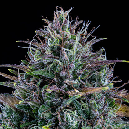 Livers BX1 Auto (Mephisto Genetics)