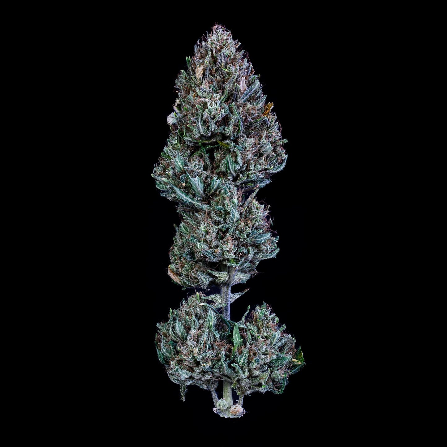 Livers BX1 Auto (Mephisto Genetics)