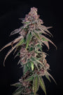Louisiana Pine (Lovin' In Her Eyes) Feminized