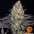 LSD (Barneys Farm) feminisiert Cannabis Samen von Barneys Farm